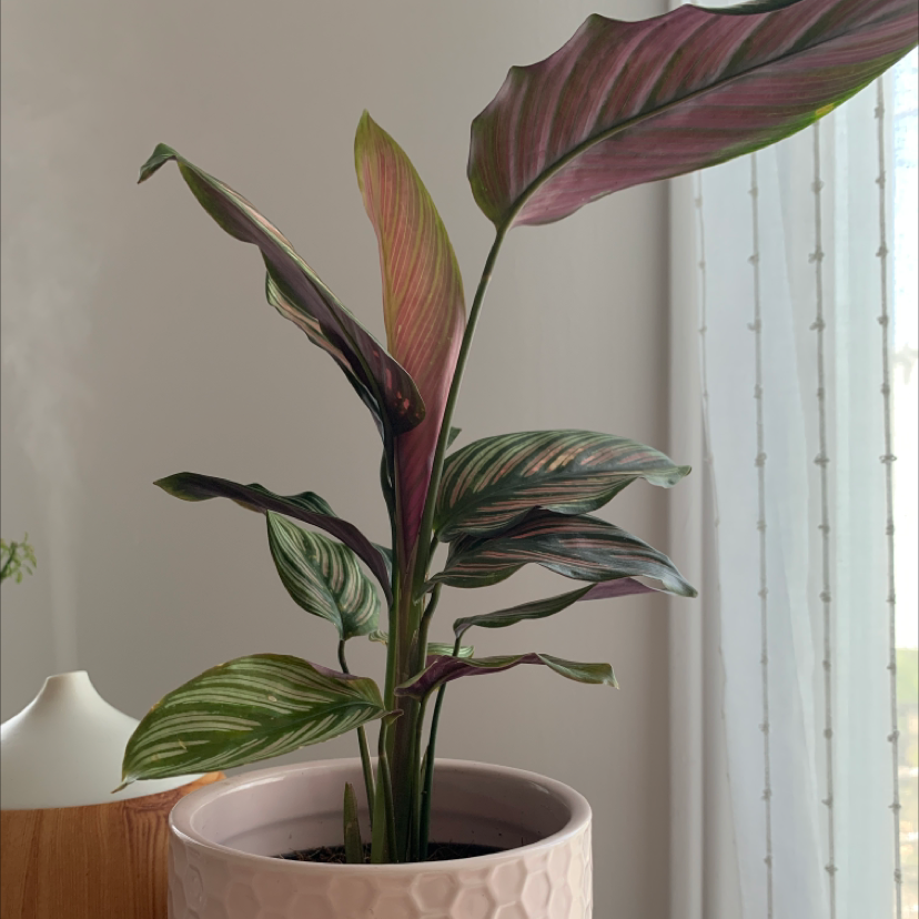 Goeppertia majestica plant in a pot with variegated green and purple leaves.