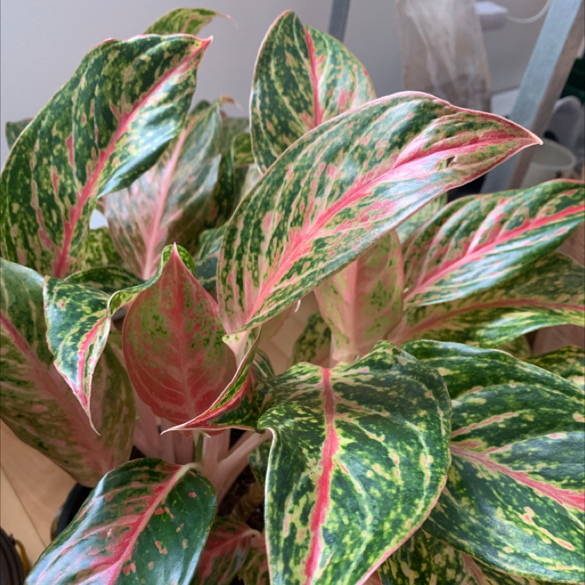 Aglaonema 'Sparkling Sarah' plant with vibrant green and pink variegated leaves.