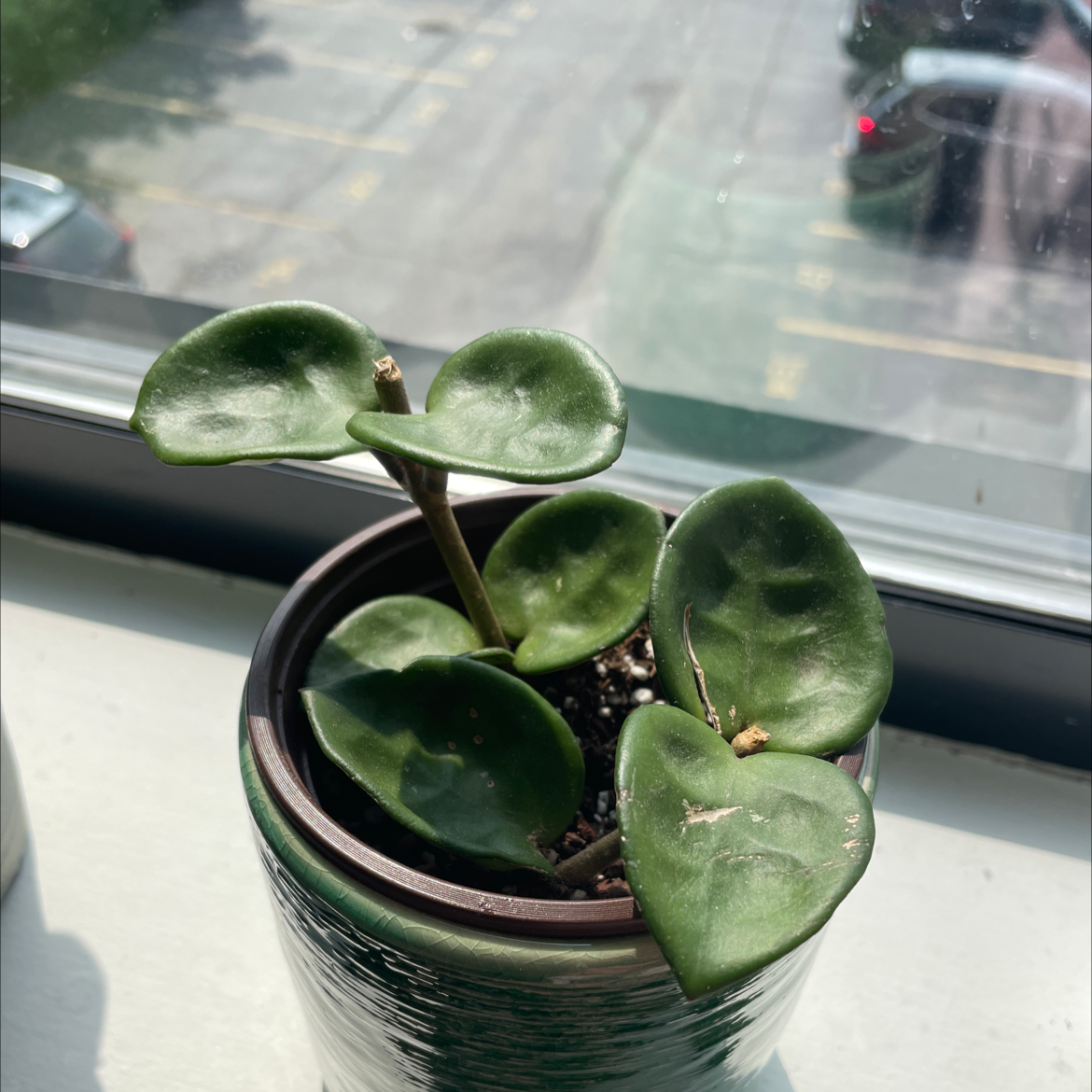 Chelsea Hoya plant in a pot on a windowsill with green, healthy leaves.