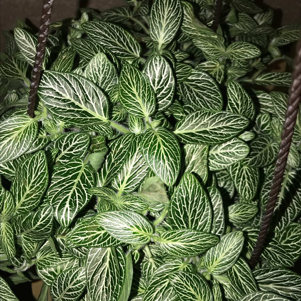 Nerve Plant plant photo by @ives named Rue on Greg, the plant care app.