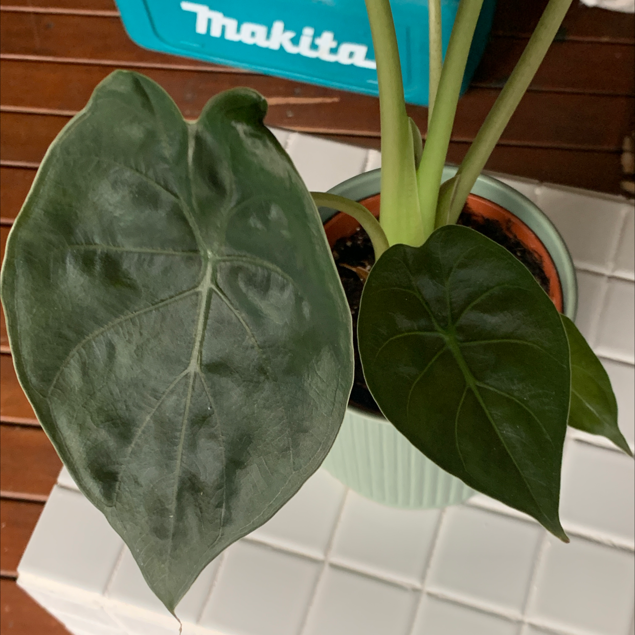 Alocasia 'Maharani' plant with large, dark green leaves in a pot.