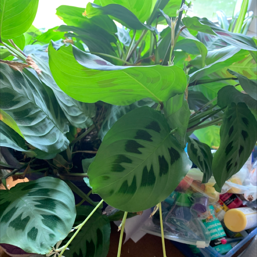 Green Prayer Plant plant photo by Jillian named Your plant on Greg, the plant care app.