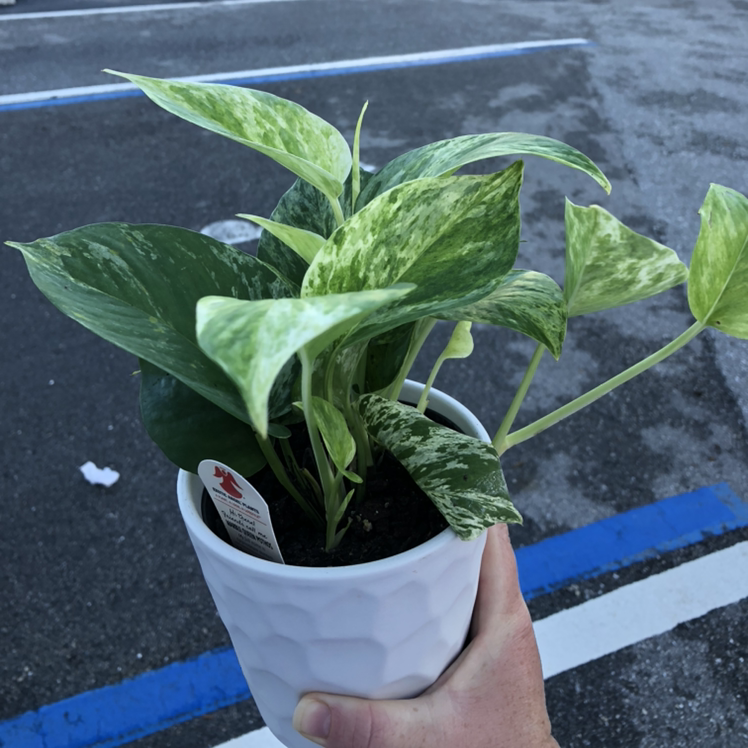 Taro Vine plant photo by @JenngerSnap08 named TuStems on Greg, the plant care app.