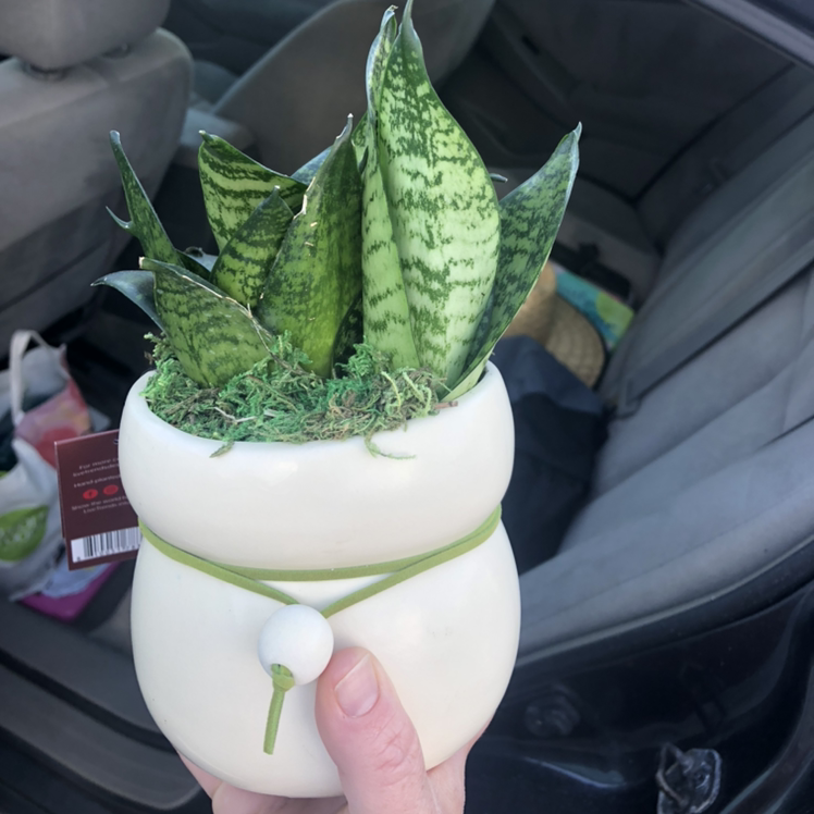 Snake Plant plant photo by @JenngerSnap08 named Twiggy Smalls on Greg, the plant care app.
