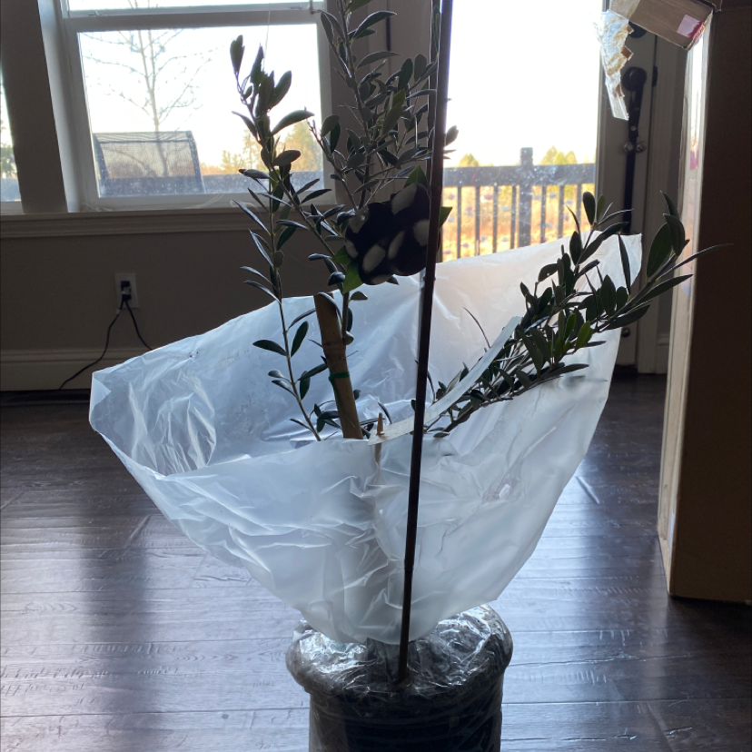 Potted Olive Tree indoors near a window, wrapped in plastic.