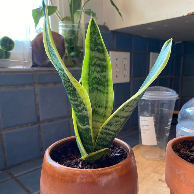 Snake Plant plant photo by Kayla named Keanu Leaves on Greg, the plant care app.