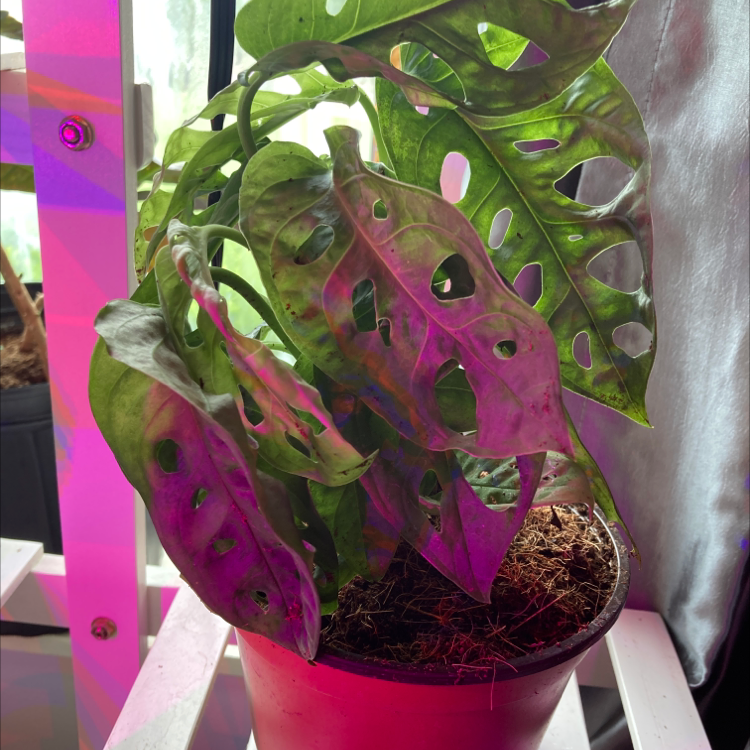 Photo of the plant species Swiss Cheese Plant by Chevelle named Kendall on Greg, the plant care app