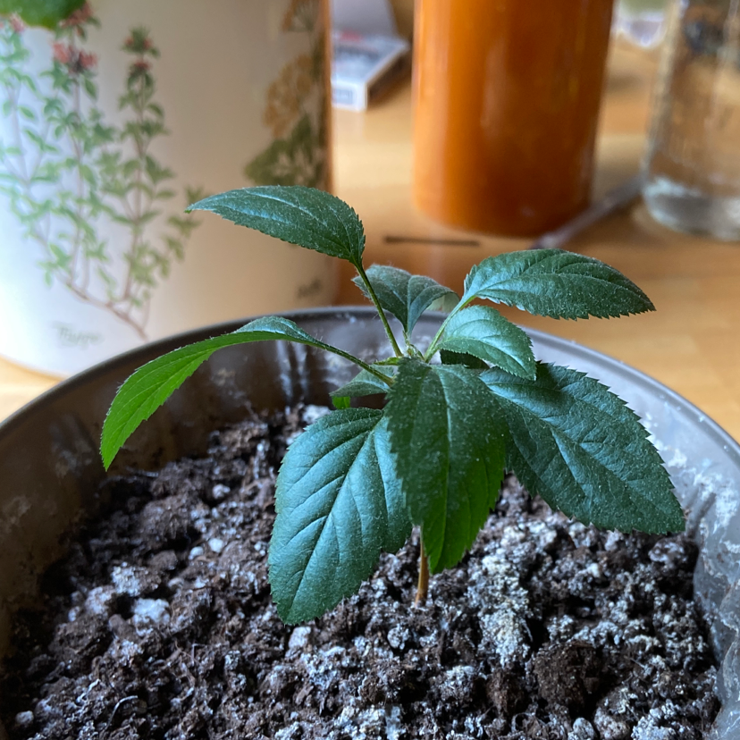 Young apple plant in a pot with visible soil, healthy green leaves.