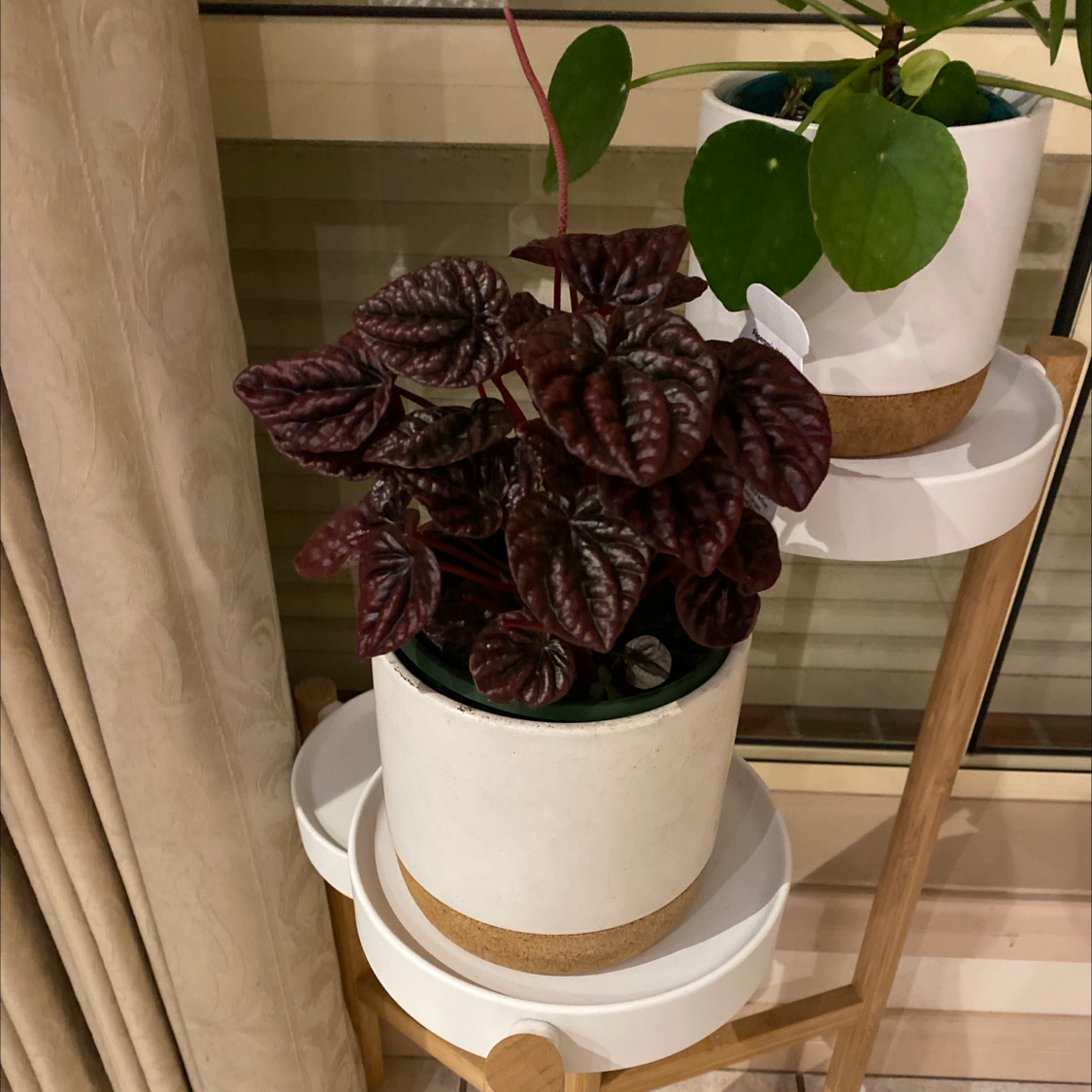 Schumi Red Peperomia plant in a white pot with dark red leaves, another plant in the background.