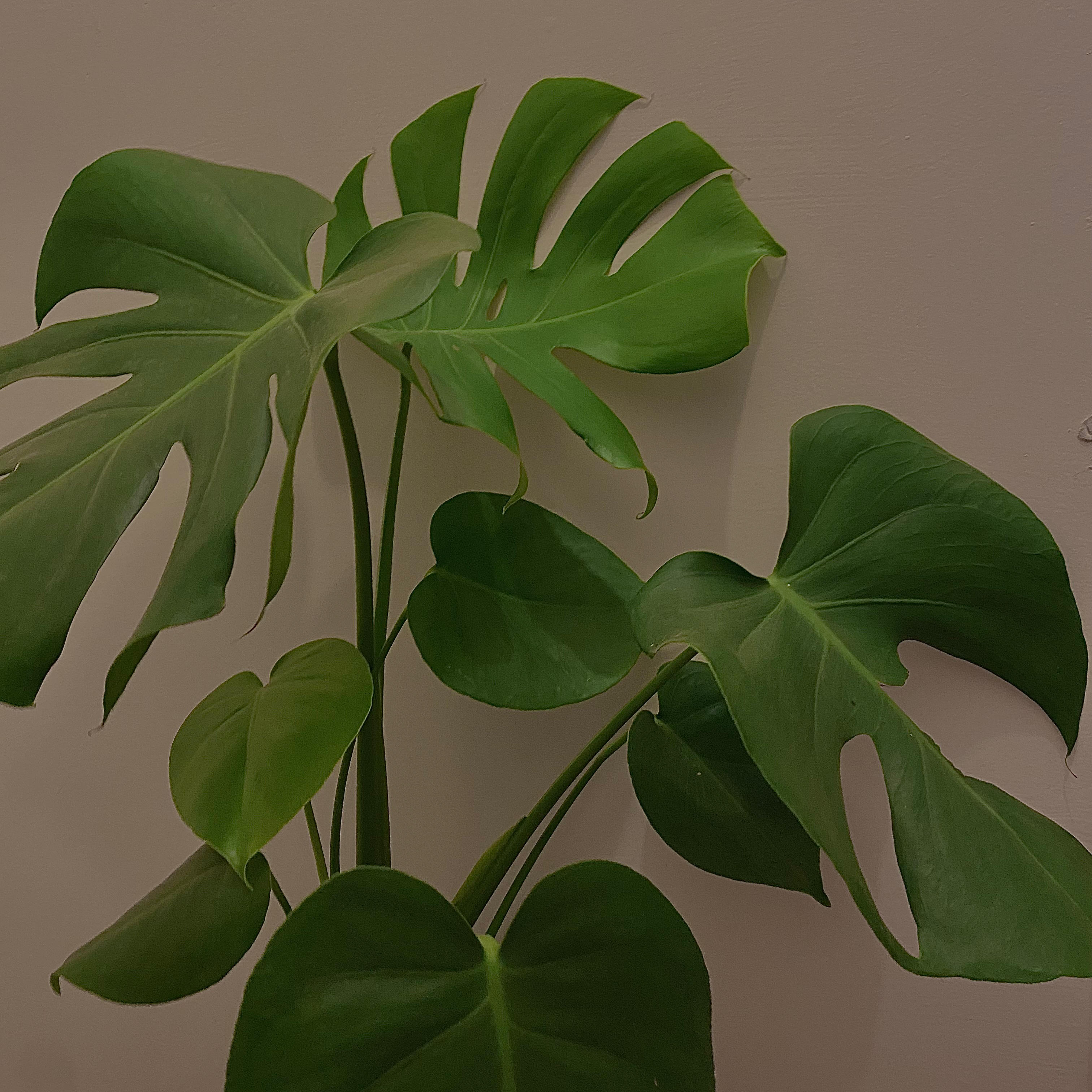 Monstera plant photo by @Tariqcannings named Mega on Greg, the plant care app.