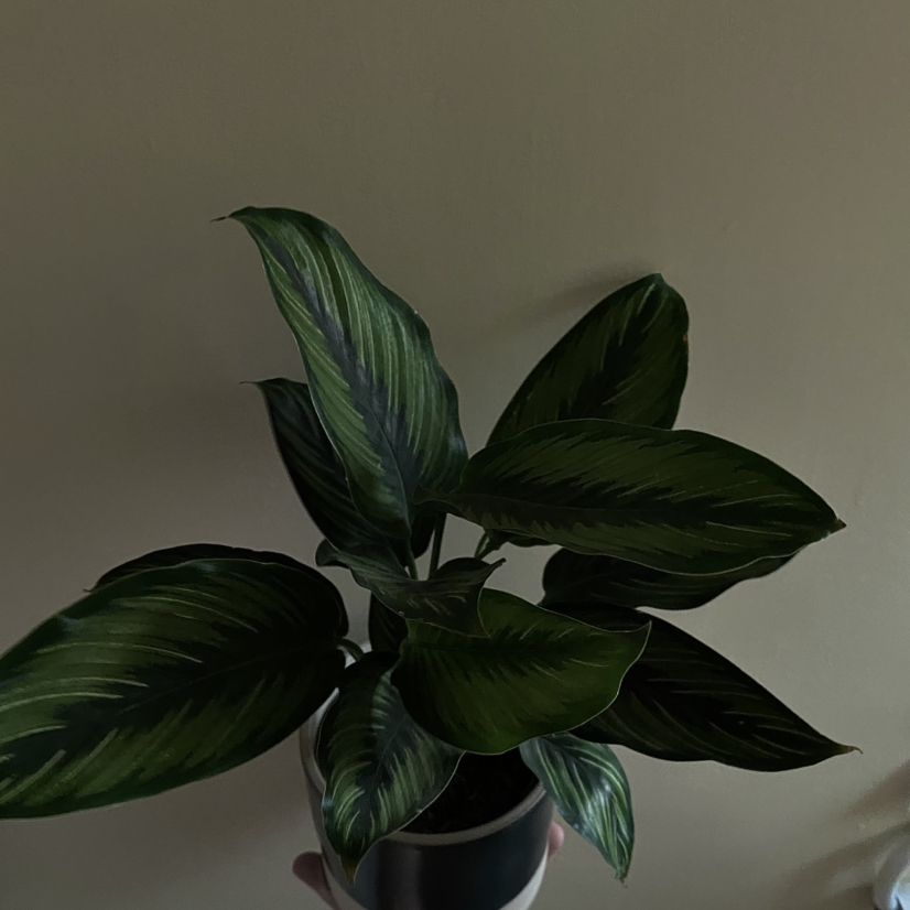Pinstripe Calathea plant photo by @Tariqcannings named Vivo on Greg, the plant care app.