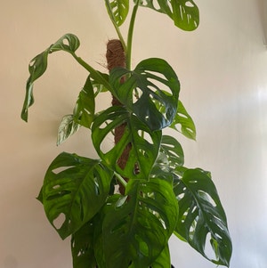 Swiss Cheese Philodendron plant photo by @Tariqcannings named Magnum on Greg, the plant care app.