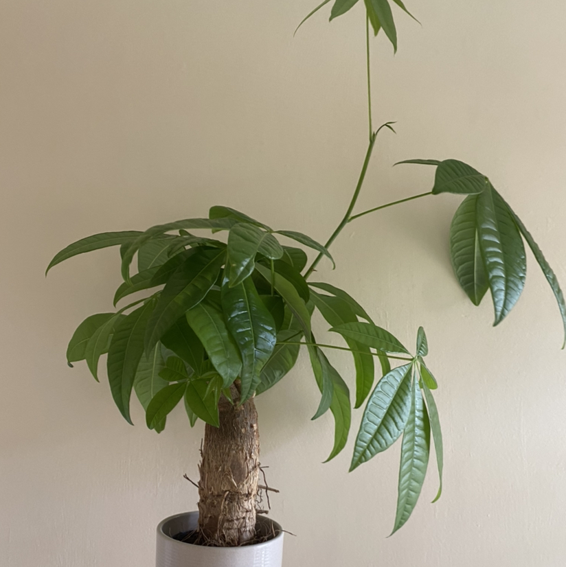 Money Tree plant photo by @Tariqcannings named Unix on Greg, the plant care app.