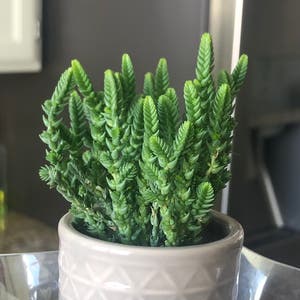 Rattail Crassula plant photo by @KatieS named Spike on Greg, the plant care app.
