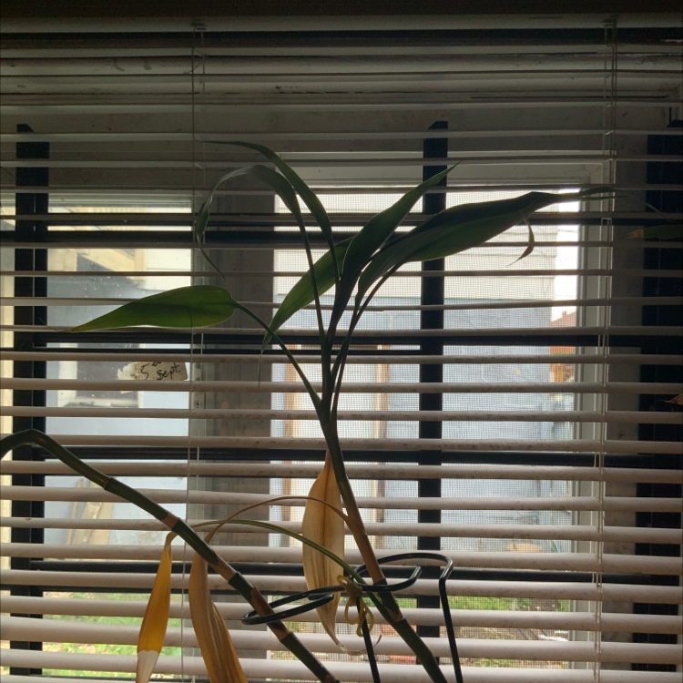 Indoor bamboo plant with yellowing leaves in front of window blinds.