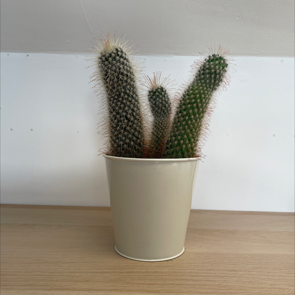 Photo of the plant species Arborescent Prickly Pear by @majki named the 4 musketeers on Greg, the plant care app