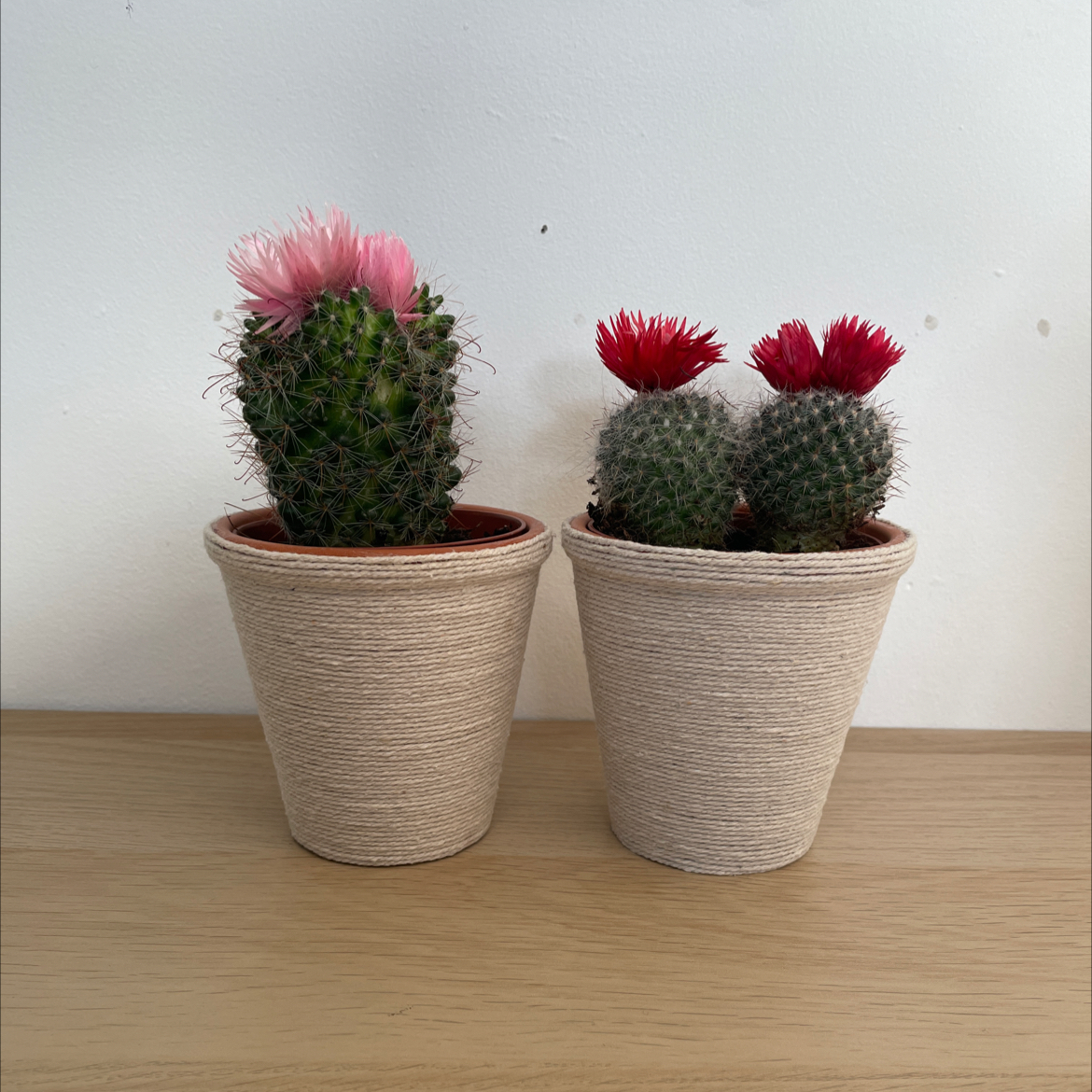 Photo of the plant species Hooked Cactus by @majki named gang gang on Greg, the plant care app