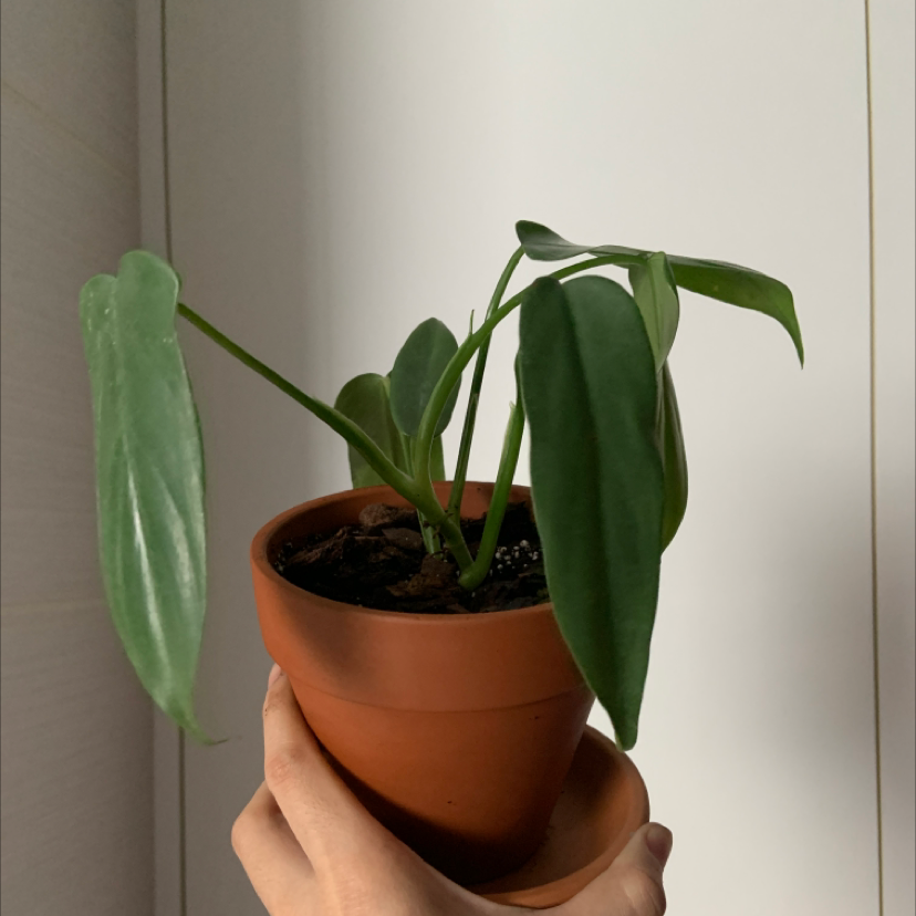 Horsehead Philodendron in a terracotta pot held by a hand, healthy leaves, visible soil.
