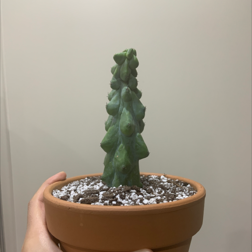 Photo of the plant species Boobie Cactus by @loservi named booba on Greg, the plant care app