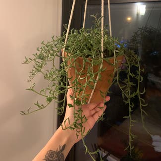 String of Dolphins plant in Troy, New York