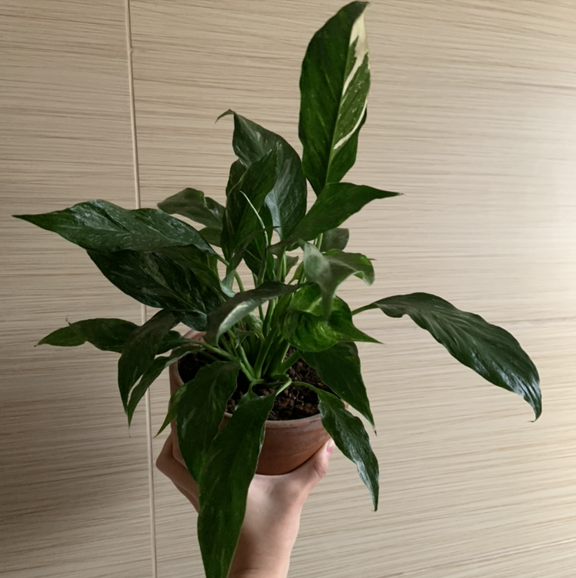 Photo of the plant species Domino Peace Lily by @loservi named lilith on Greg, the plant care app