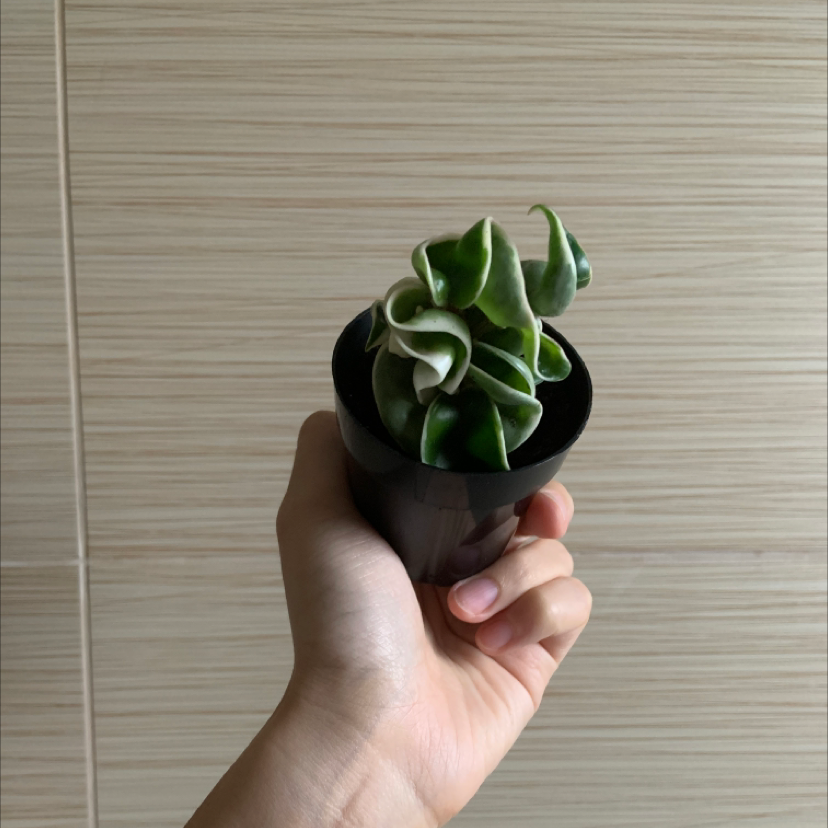 Photo of the plant species Variegated Hoya carnosa 'Compacta' by @loservi named curly on Greg, the plant care app