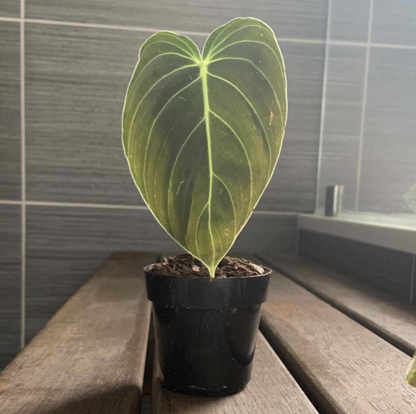 Photo of the plant species Philodendron Melanochrysum by @loservi named melany on Greg, the plant care app