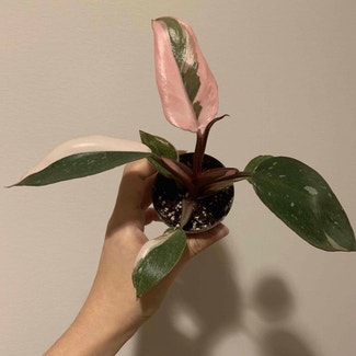 Pink Princess Philodendron plant in Troy, New York