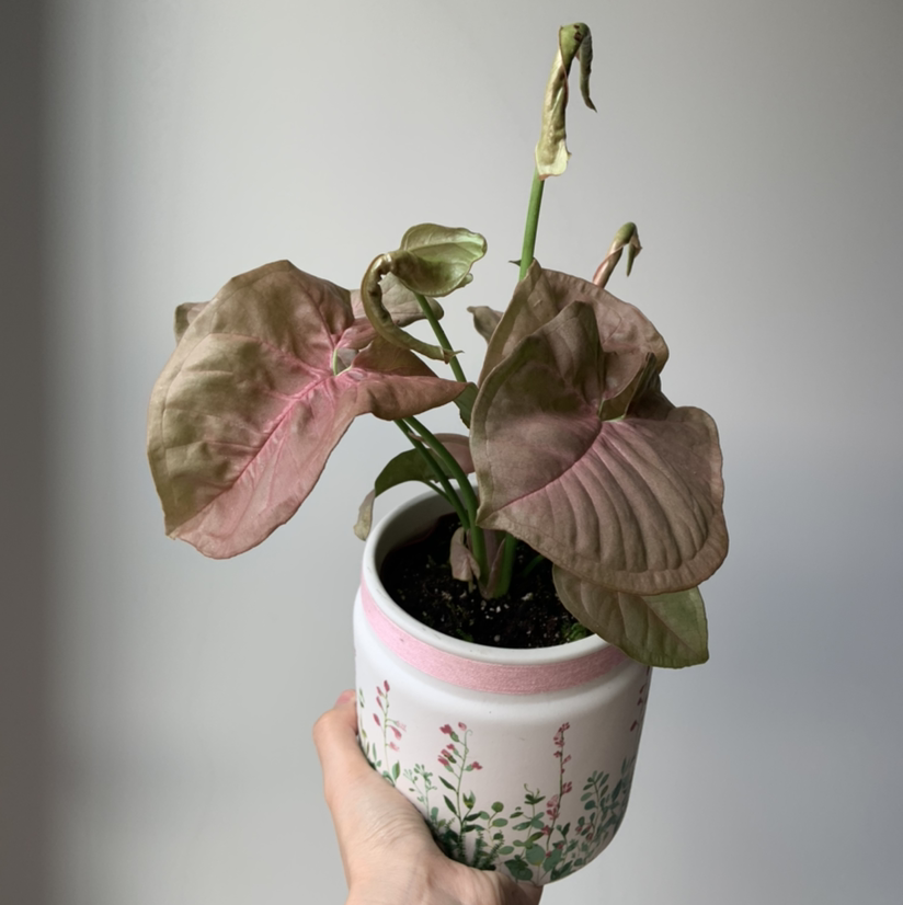 Photo of the plant species Pink Arrowhead Vine by @loservi named pinky on Greg, the plant care app