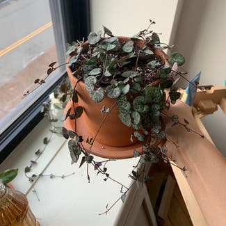 String of Hearts plant in Troy, New York