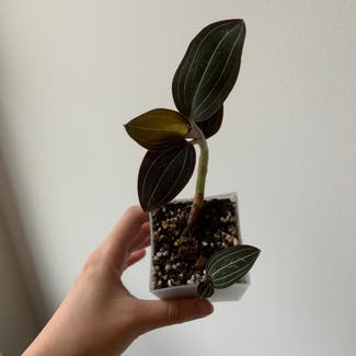 Jewel Orchid plant in Troy, New York