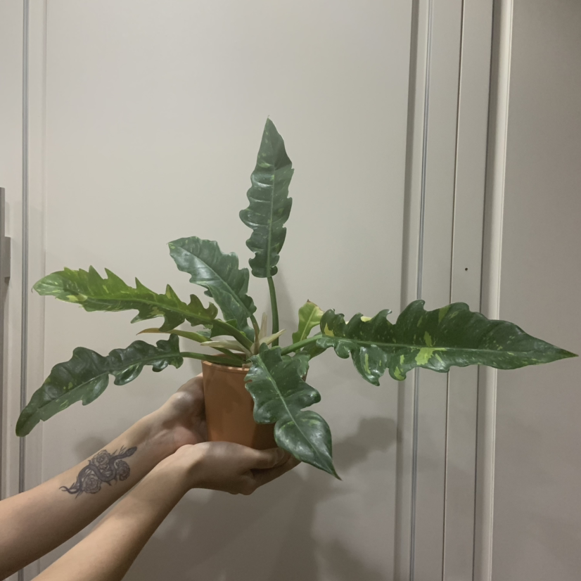 Philodendron 'Ring of Fire' plant in a pot held by hands, healthy with no visible discoloration.