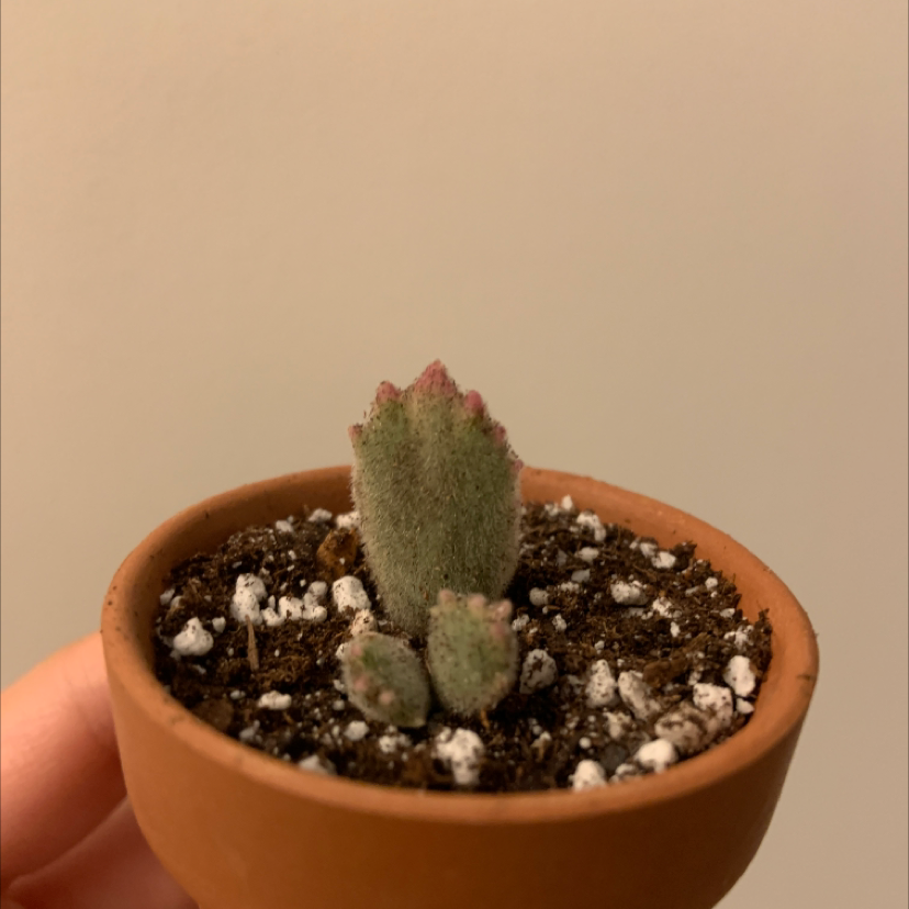 Photo of the plant species Variegated Bear's Paw by @loservi named pinky paw on Greg, the plant care app