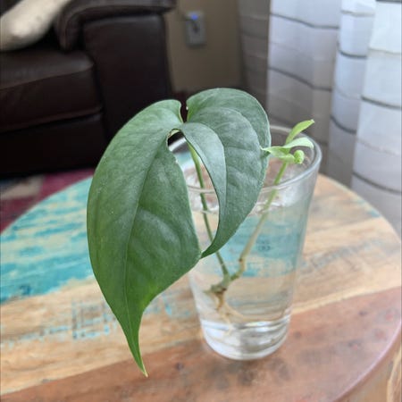 Photo of the plant species amydrium medium silver by @loservi named silvie on Greg, the plant care app