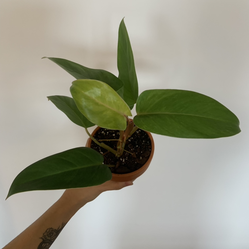 Philodendron 'Painted Lady' plant in a pot held by a hand, with visible soil and healthy green leaves.