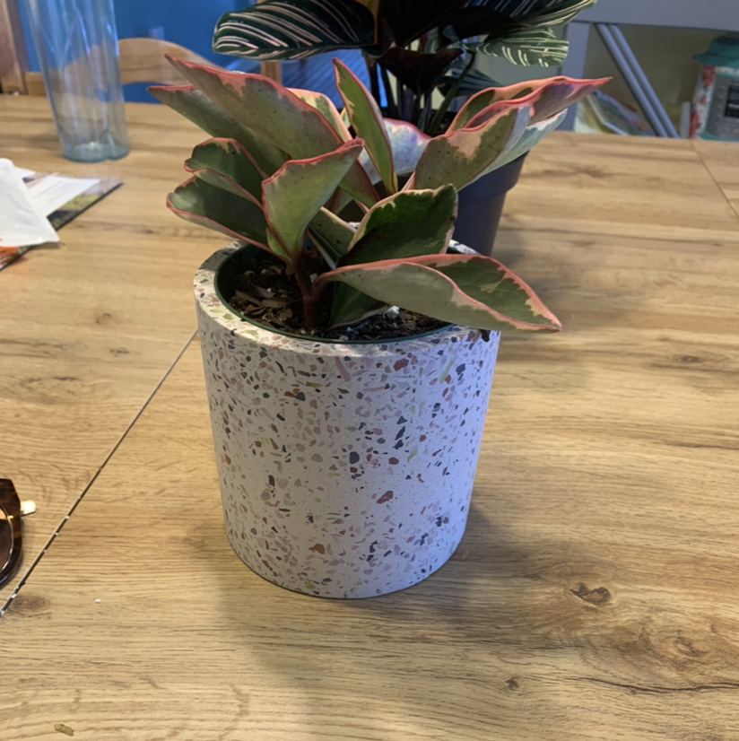 Photo of the plant species Peperomia 'Ginny' by @Tera named Ginny on Greg, the plant care app