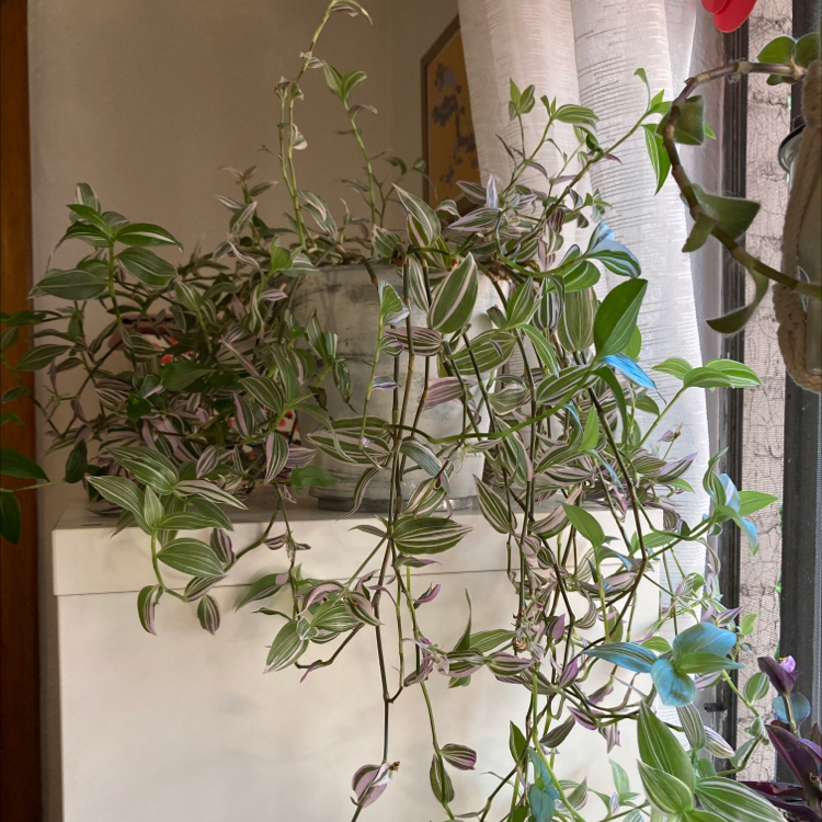 Small-Leaf Spiderwort plant photo by Kaitlyn named Pink Tradescantia on Greg, the plant care app.