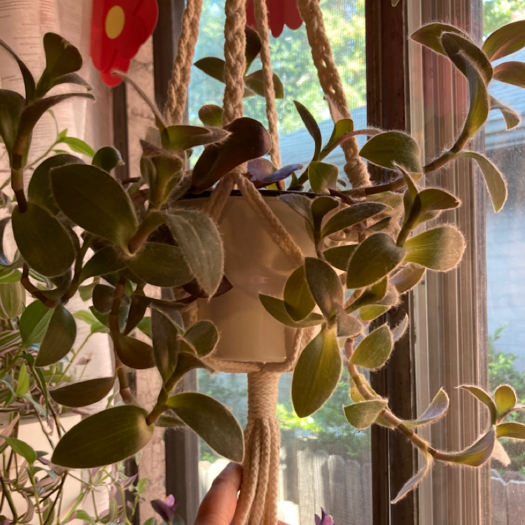 Purple Heart plant photo by Kaitlyn named Purple Palida on Greg, the plant care app.