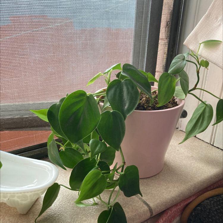 Philodendron Scandens plant photo by Kaitlyn named Heart Leaf Philo on Greg, the plant care app.