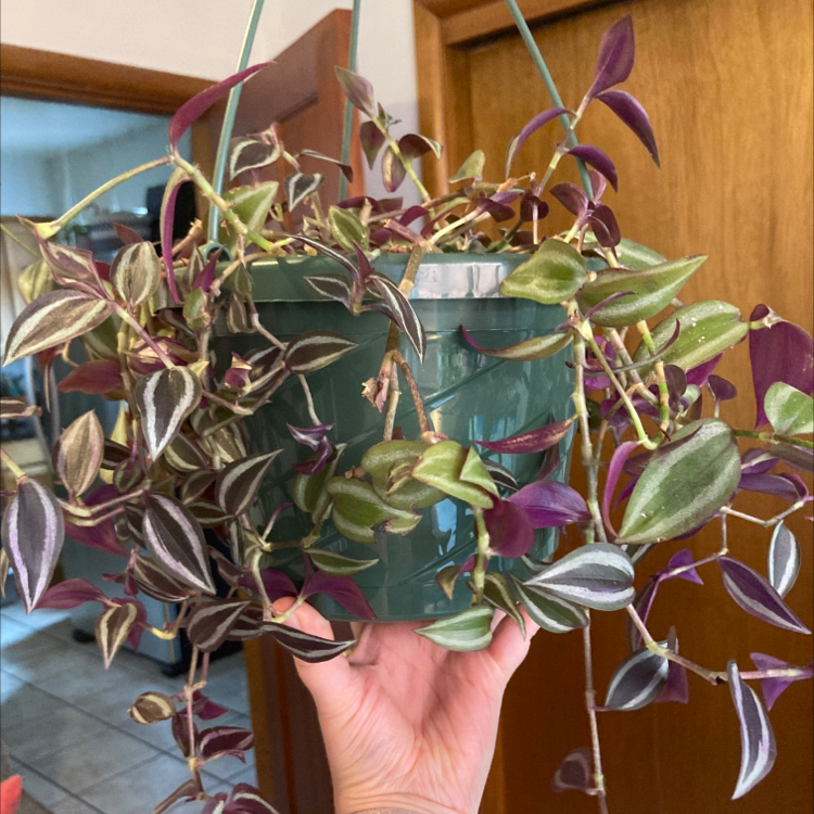 Spiderwort plant photo by Kaitlyn named Purple Tradescantia on Greg, the plant care app.