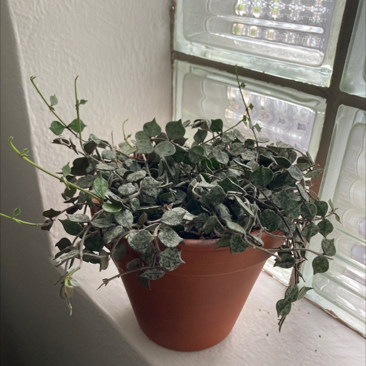 Photo of the plant species Fung Wax Flower by Kaitlyn named Hoya on Greg, the plant care app