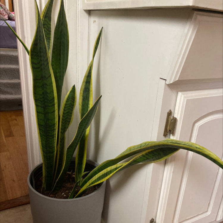 Snake Plant plant photo by Kaitlyn named Snake Plant on Greg, the plant care app.