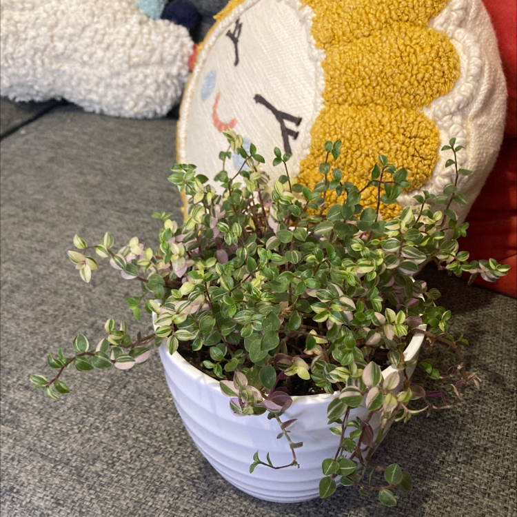Creeping Inch Plant plant photo by Kaitlyn named Bianca on Greg, the plant care app.