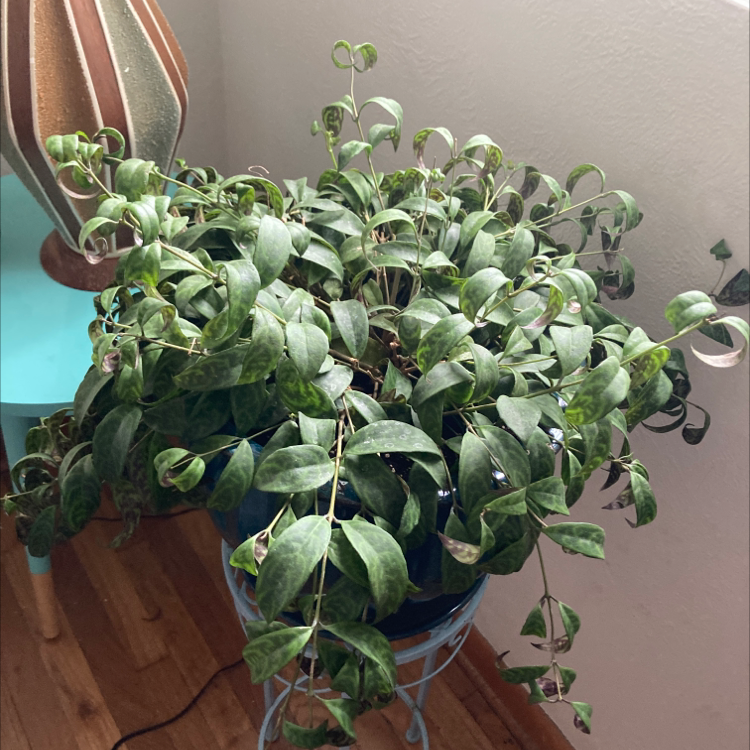 Black Pagoda Lipstick Plant with variegated leaves in a pot indoors.