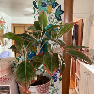Chinese Evergreen plant in Denver, Colorado