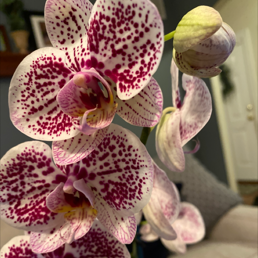 Phalaenopsis Orchid plant photo by Paige named Ophelia on Greg, the plant care app.