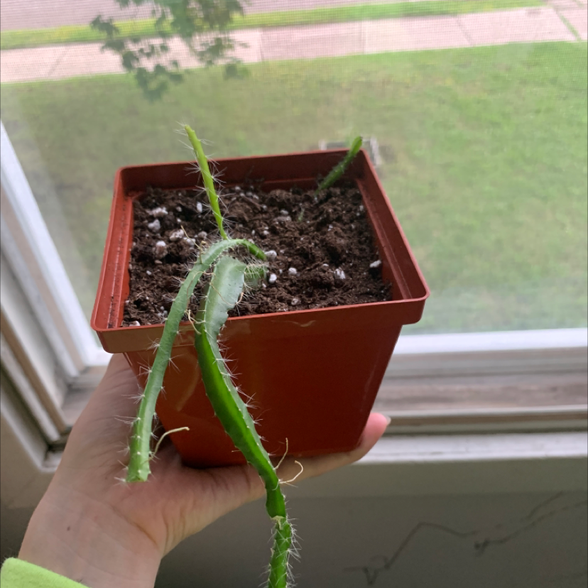 Photo of the plant species Dog Tail Cactus by @AVOinWONDERLAND named Dogtail on Greg, the plant care app