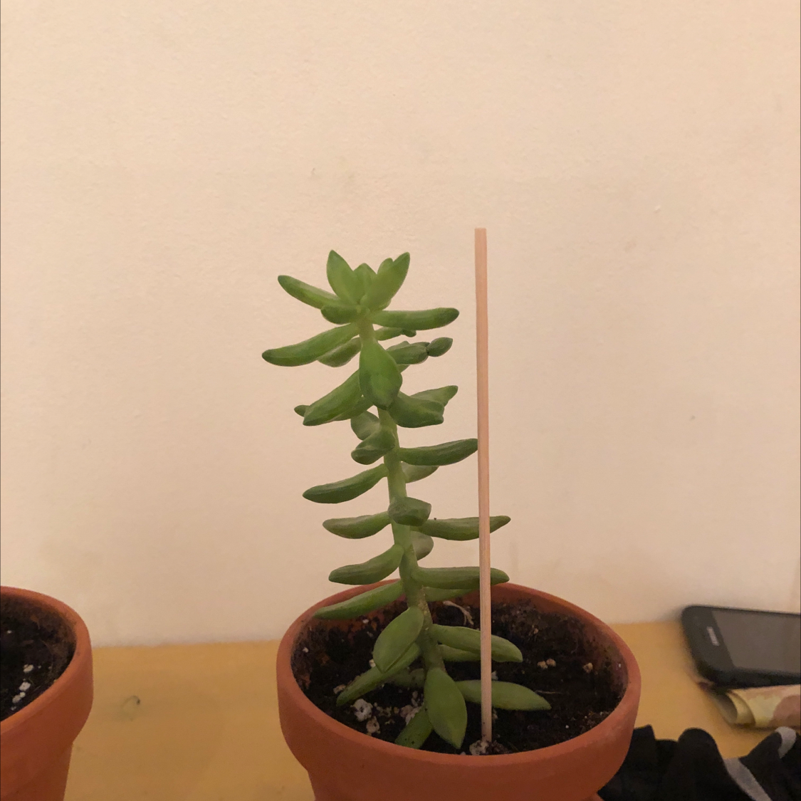 Pale Stonecrop succulent in a terracotta pot with a support stick.