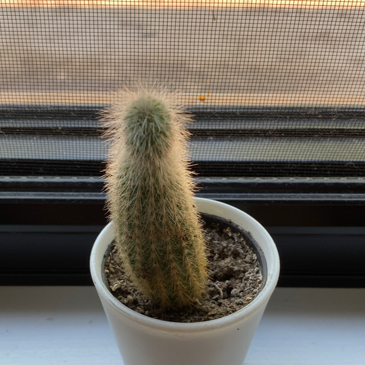 Golden Snakecactus in a white pot on a windowsill.
