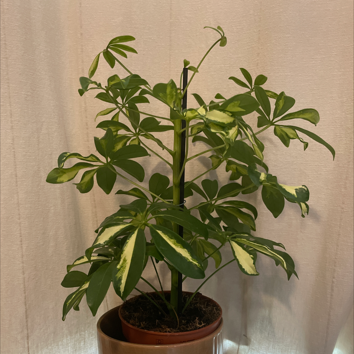 Photo of the plant species umbrella plant by @Millie_jade named Umbrella plant on Greg, the plant care app
